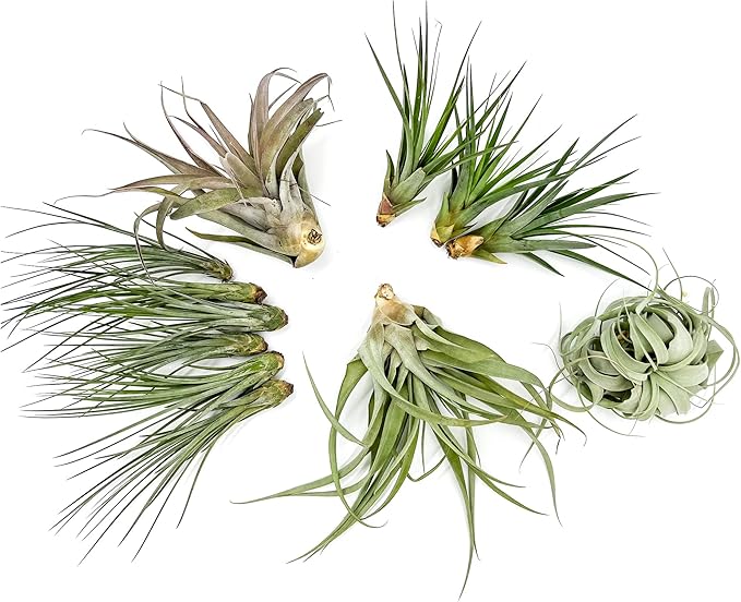 Holiday Hosting Gift Box Jumbo - 12ct - Tillandsia Air Plant Set - Live Arrival Guaranteed - House Plants for Home Decor & Gift