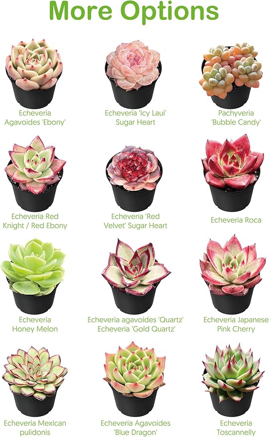 Live Succulent Echeveria 'Mottled Deer', Approx 2-inch Large, Potted Succulents, Fully Rooted, Easy Care House Plants