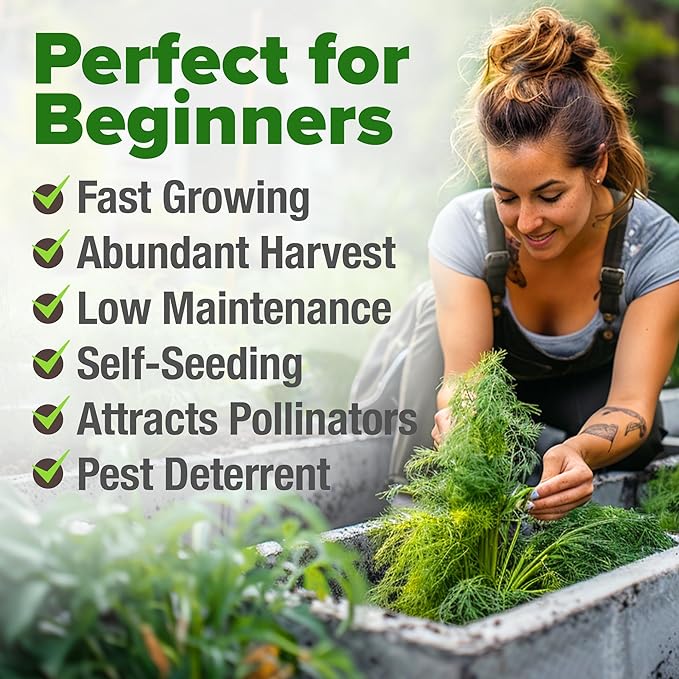 HOME GROWN Dill Seeds 2 Pack (Anethum Graveolens) - 2028 Non-GMO Heirloom Herb Seeds for Planting Indoors or Outdoors, High Germination, Ideal for Herb Gardens, Pots, and Cooking Flavorful Dishes