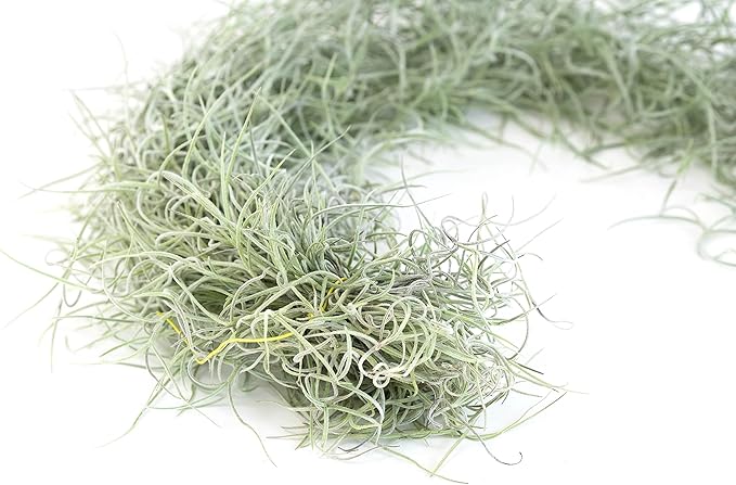 3 Pack Thick Colombian Spanish Moss Live Strands with Wire Hook - Tillandsia Usneiodes - Live Tillandsia Succulent House Plants - Home and Garden Decor - Easy Care Indoor and Outdoor Plants