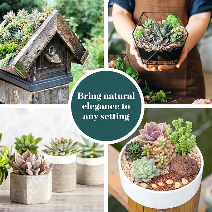 Shop Succulents Mixed Succulent Plant Pack 2" Grow Pot Pack of 12