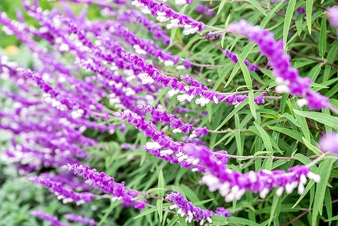Salvia Mexican Sage Plants | 3 Live Seedlings | Salvia leucantha | Velvety Purple Flower Spikes | Drought Tolerant Landscape Perennial
