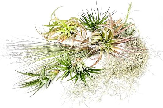 Holiday Hosting Gift Box Giant - 13ct -Tillandsia Air Plant Set - Live Arrival Guaranteed - House Plants for Home Decor & Gift