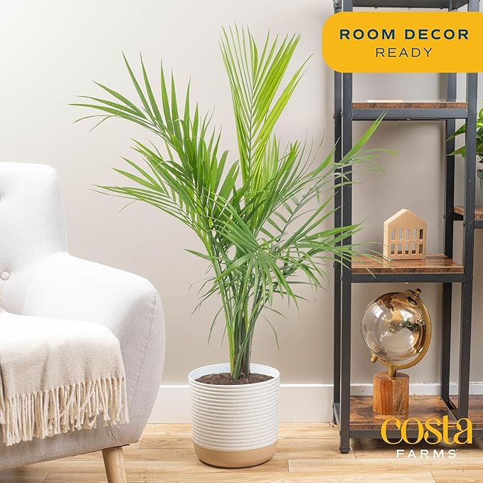 Costa Farms Majesty Palm Live Plant, Live Indoor and Outdoor Palm Tree, Potted in Modern Décor Planter, Tropical Floor Houseplant in Potting Soil, Great Patio, Balcony, Home Decor, 3-4 Feet Tall