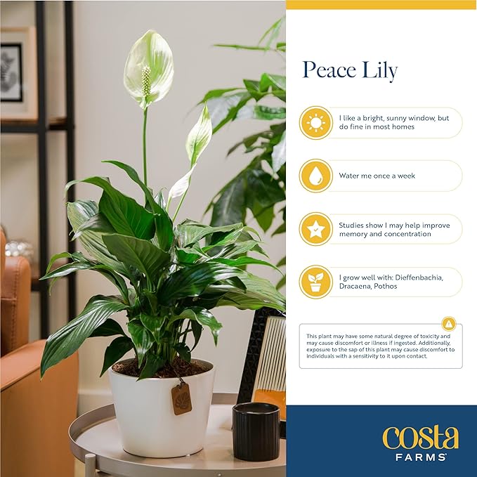 Costa Farms Peace Lily, Live Indoor Plant with Flowers, Easy to Grow Houseplant in Decorative Pot, Potting Soil, Thinking of You, Get Well Soon Gift, Room Decor, 1 Foot Tall