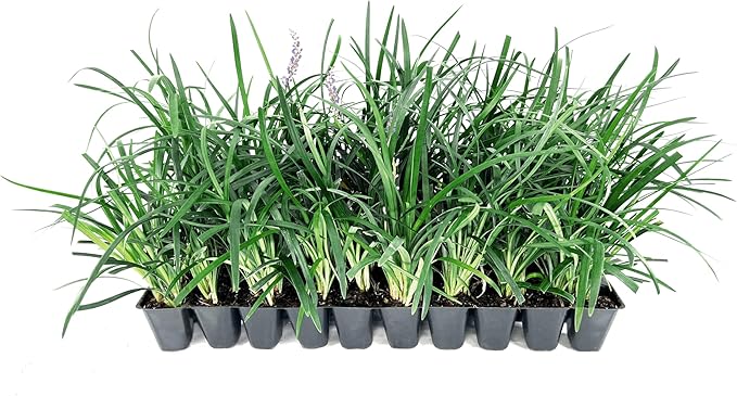Liriope Super Blue | 30 Live Plants | Liriope muscari 'Super Blue' | Ornamental Ground Cover Plants | Shade-Tolerant Landscaping Perennial