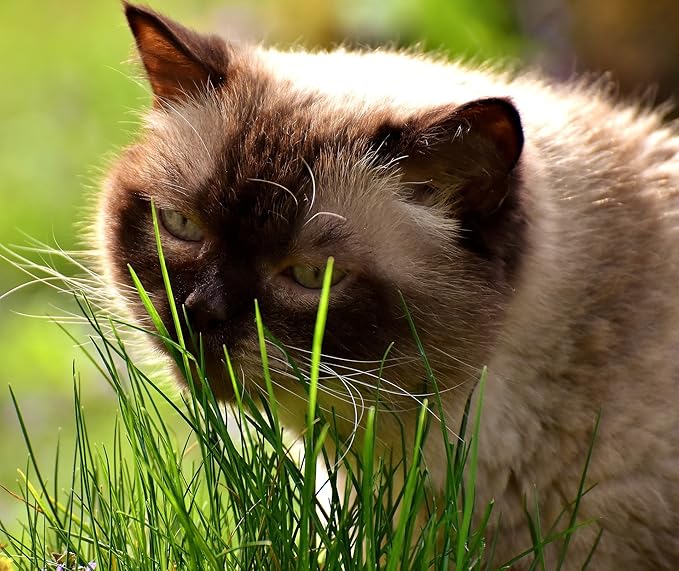 Simple Cat Grass Blend, 100% US Organic, 4 Popular Seeds: Wheat, Barley, Oats, and Rye Mix Combo, Show Your Love with a Healthy Pet Snack Treat (4 Ounce (~3200 Seeds))