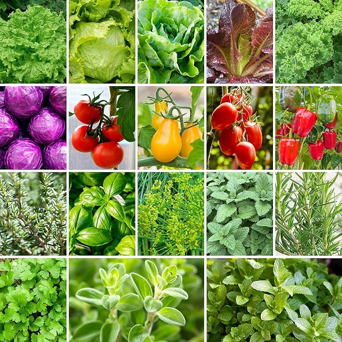 18 Varieties Herb & Vegetable Seeds for Hydroponic, 13000+ Seeds for Indoor Outdoor Garden Planting Home Veggie Herb, Heirloom Non-GMO Culinary Collection Gift Pack