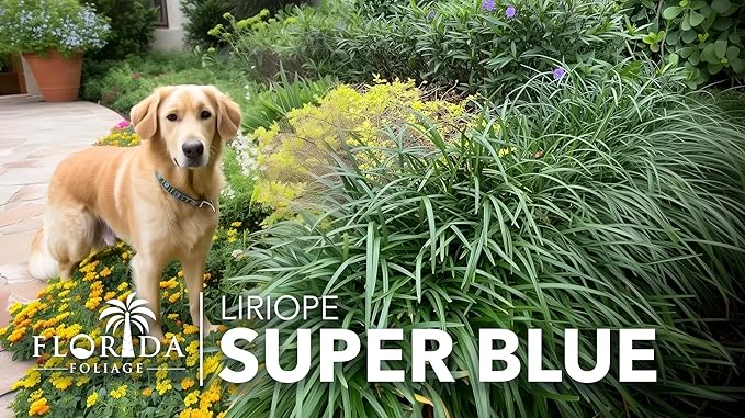Liriope Super Blue | 5 Live 4 Inch Plants | Liriope muscari 'Super Blue' | Ornamental Ground Cover Plants | Shade-Tolerant Landscaping Perennial