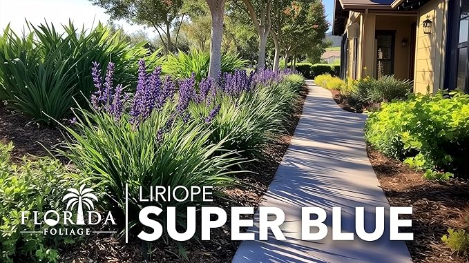 Liriope Super Blue | 3 Live 4 Inch Plants | Liriope muscari 'Super Blue' | Ornamental Ground Cover Plants | Shade-Tolerant Landscaping Perennial
