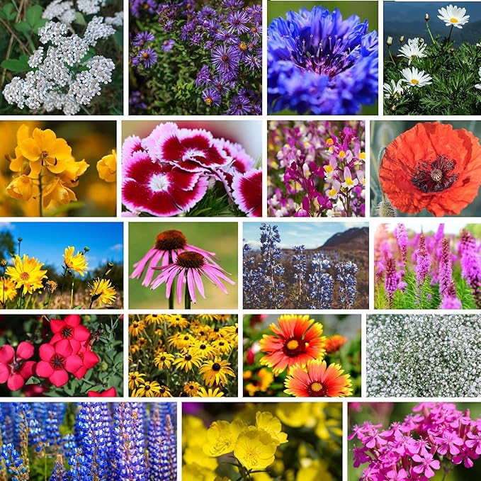 Northeastern Wildflower Seeds Bulk – 1 lb, 640,000+ Seeds – Annual & Perennial Wildflower Mix with Native Northeast Flowers – Regional Pollinator Flower Seed for Garden & Meadow