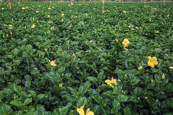 Hibiscus Live Plant - Yellow Hibiscus Bush - Flowering Plants - Yellow Ft. Myers - Overall Height 26" to 28" - (Plant Only)…