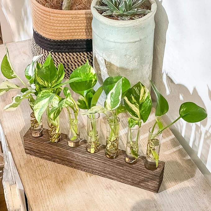 KAXYEW Desktop Glass Plant Propagation Station Test Tube Plant Terrarium in Wooden Stand for Hydroponic Plants Cutting Office Home Decoration