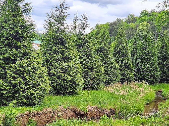 Thuja Green Giant Arborvitae Tree, 16-20+ Inches Tall, Lot of 15, 3 Inch deep Pot