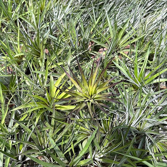 Air Plants - Tillandsia Fasciculata Tricolor, Large 4-6" - 5ct - Live Arrival Guaranteed - House Plants for Home Decor & Gift